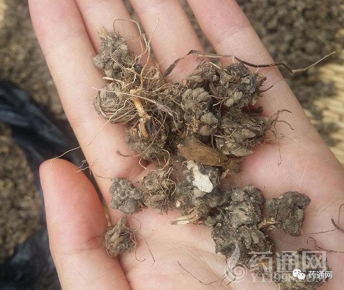 关注六年来药市变化幅度较大的品种回顾十一猫爪草