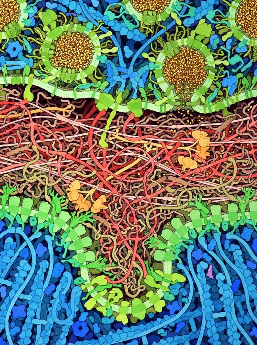 分子生物学绘画-david s. goodsell