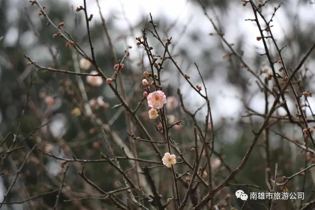 南雄的梅花开了,速看.