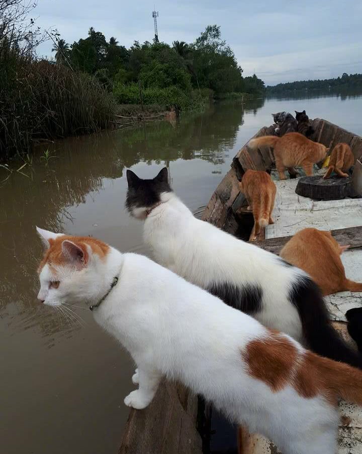 出海短剧猫，探索短视频娱乐的新纪元