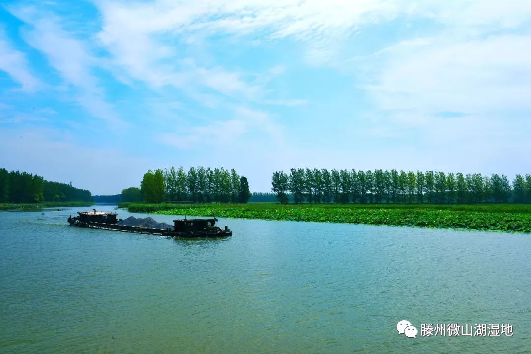 湿地核心保护区,微山湖湿地博物馆以及荷花精品园,水生植物园等现场