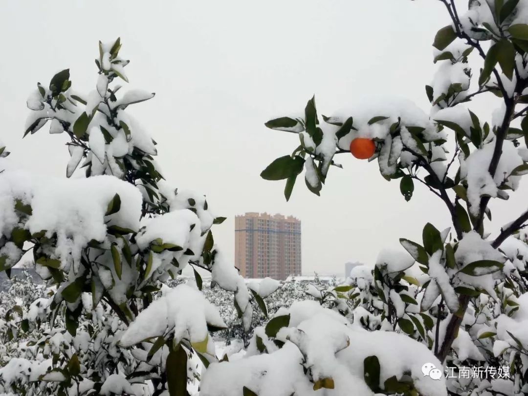 2019瑞雪迎新吉祥年