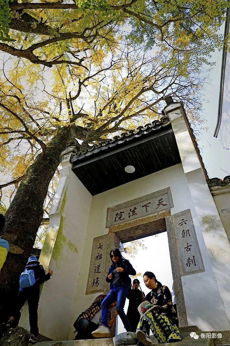 11月4日,南岳衡山福严寺.古银杏与古寺庙相互守望,相依为命,相得益彰.