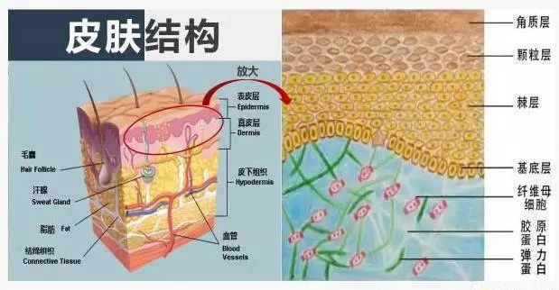 我们的皮肤,可以看到纤维母细胞在真皮层,一般护肤品很难到达.