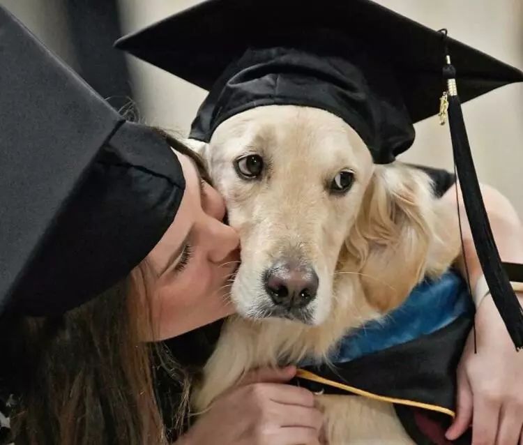 服务犬每天陪瘫痪主人上课，4年来在课堂上没叫一声！