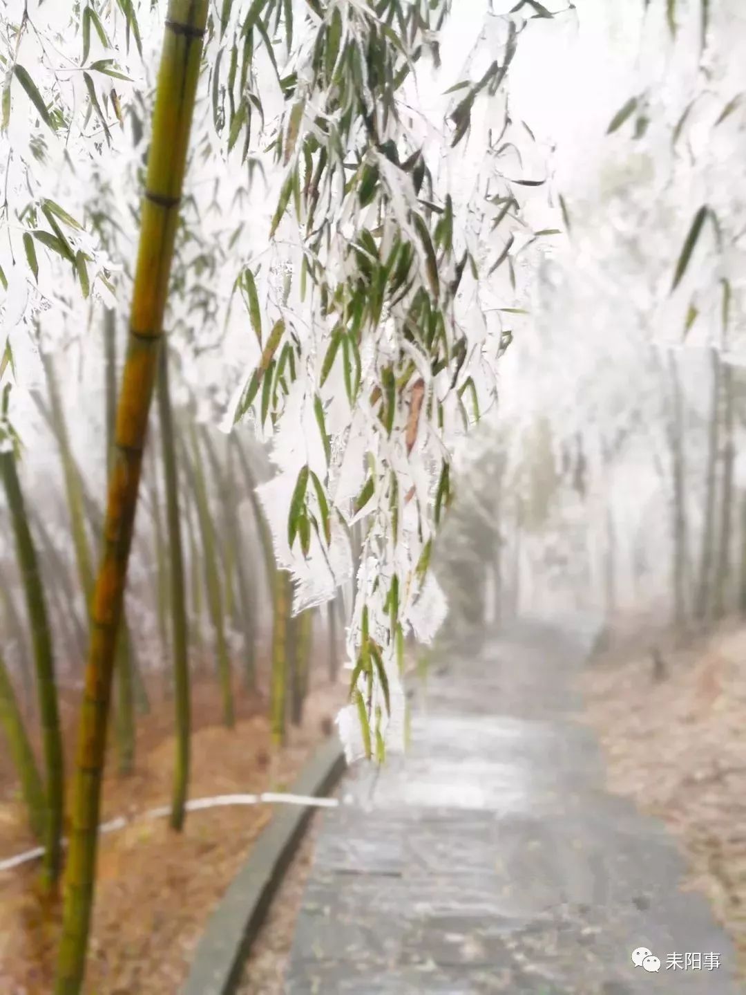 【围观】好漂亮,赏雪去!耒阳蔡伦竹海的"冰竹"满枝