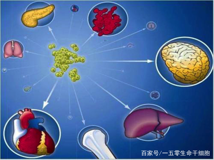 幹細胞療法在醫學上有什麼價值？幹細胞移植能治療哪些疾病？ 科技 第3張