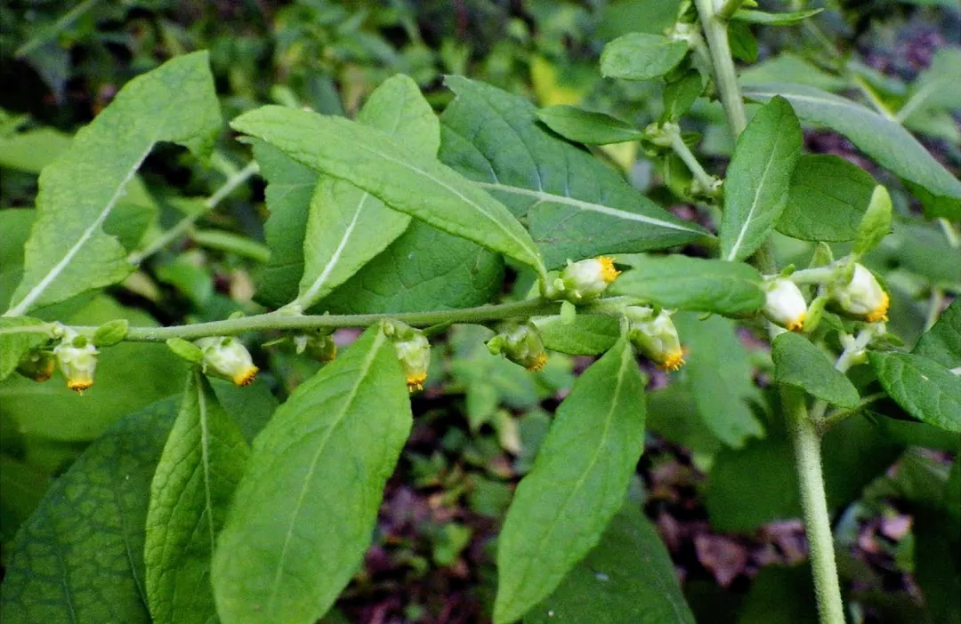 这种野草,嚼2片叶子可治牙痛,人称"癞头草",可别拿去喂猪了