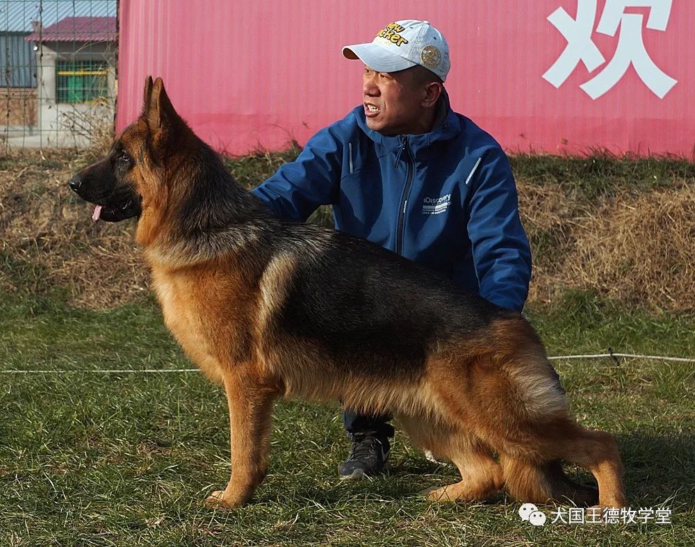 迎接2019陕西德牧繁荣又一春2018年csv华之源德牧培训报首