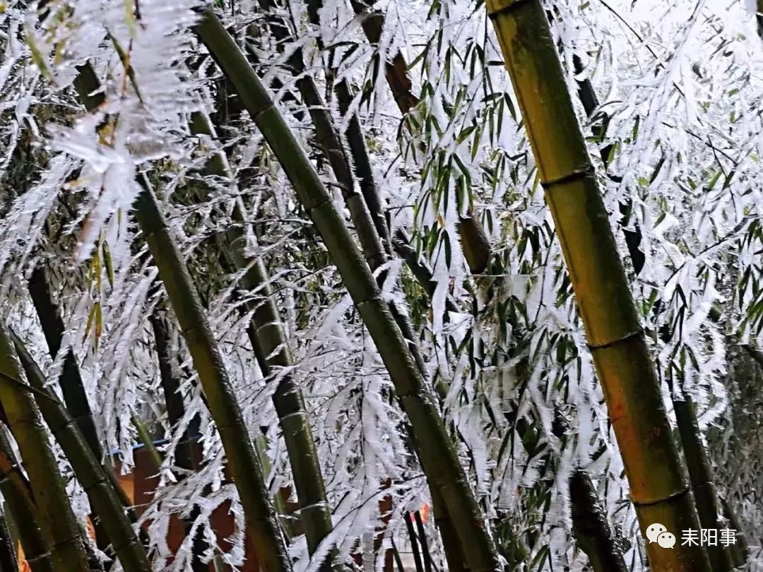 【围观】好漂亮,赏雪去!耒阳蔡伦竹海的"冰竹"满枝