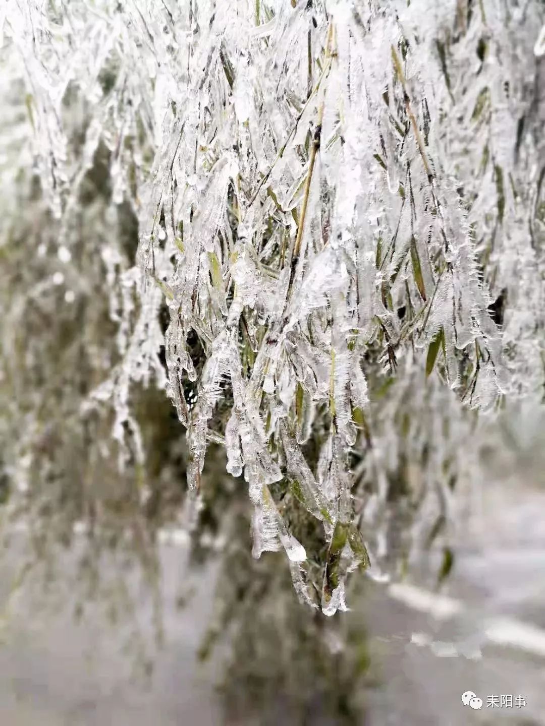 【围观】好漂亮,赏雪去!耒阳蔡伦竹海的"冰竹"满枝