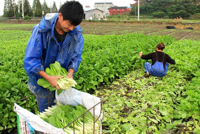 无知菜农网贷不成,反被骗了3亩地收成,民警巧施妙招挽回损失!