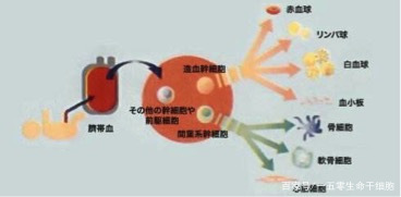 幹細胞療法在醫學上有什麼價值？幹細胞移植能治療哪些疾病？ 科技 第1張