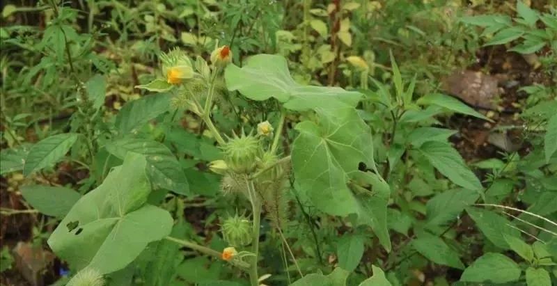 别称:白麻,青麻,野棉花,叶生毛,磨盘单,车轮草,点圆子单,馒头姆,孔麻