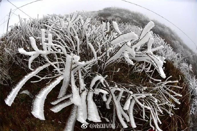 广西进入最冷时间!多地还将继续下雪,这些地方可以赏雪,看雾凇冰凌