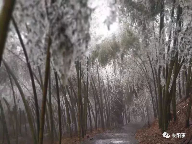 【围观】好漂亮,赏雪去!耒阳蔡伦竹海的"冰竹"满枝