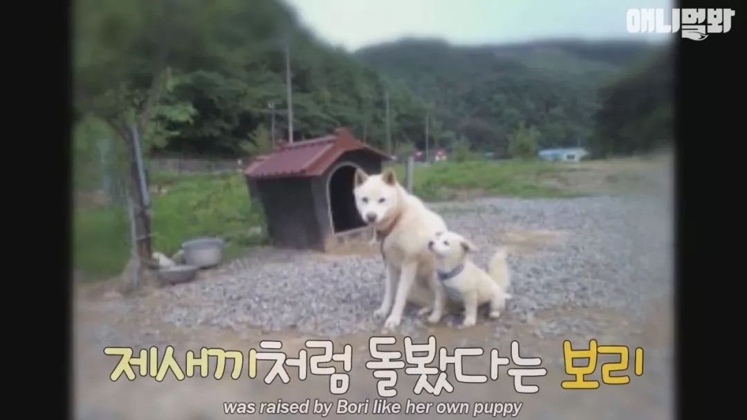 韩国一位大叔自带“招狗”体质，却无法赢得自家狗狗的心