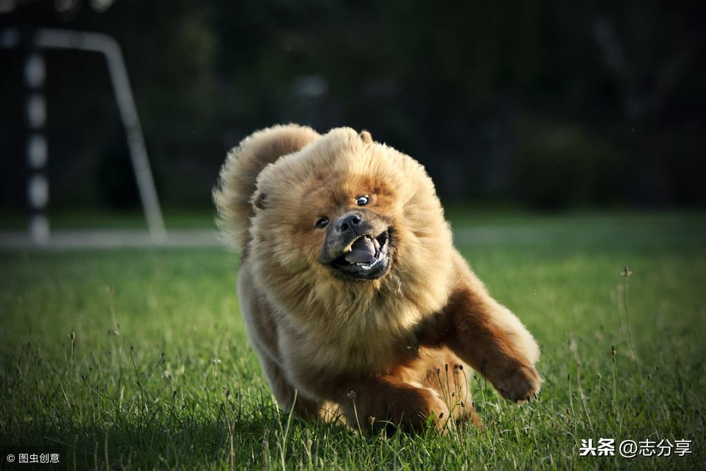 1 12 松狮犬,又名松毛狗,胖毛狗,是一种原产于中国的古老犬种,它的