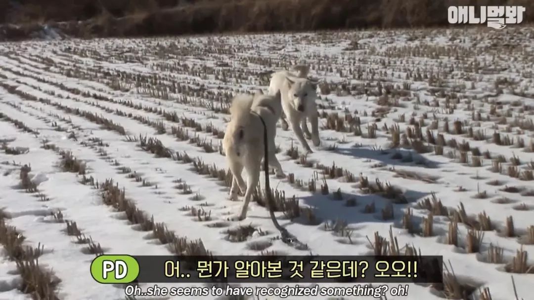韩国一位大叔自带“招狗”体质，却无法赢得自家狗狗的心