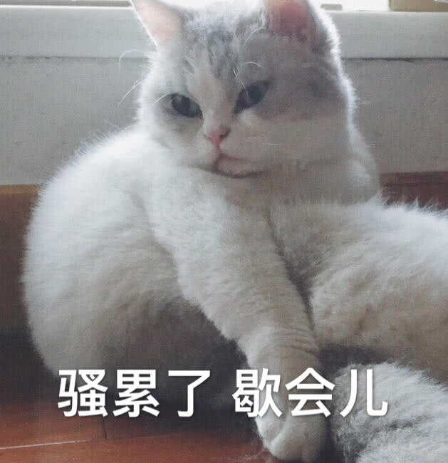 猫咪表情包我这一辈子到底是个什么命