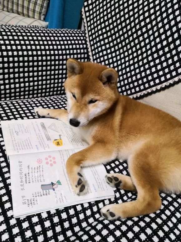 原创柴柴睡醒就认真看书真是爱学习柴犬我要考研