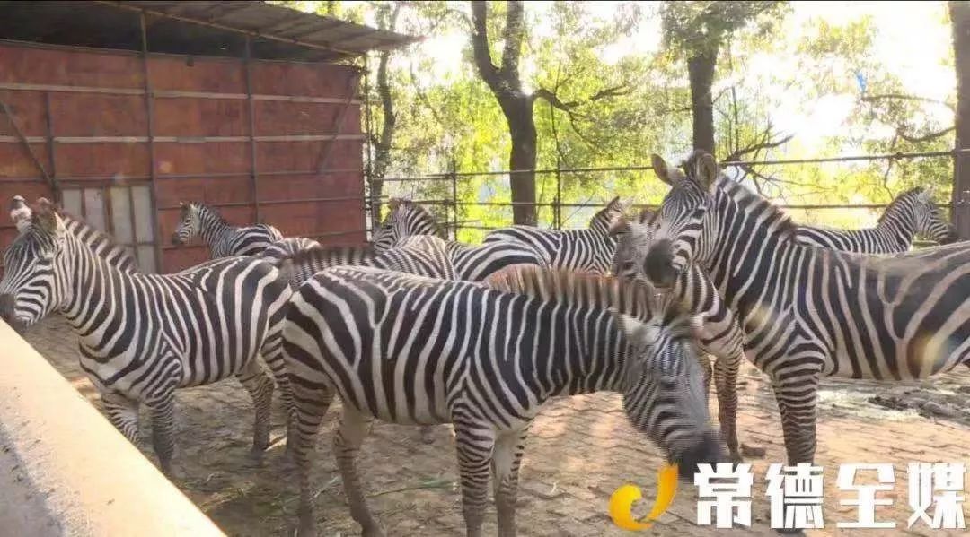 目前已经寄养在野生动物园检疫中心的珍稀野生动物~原产南美洲的