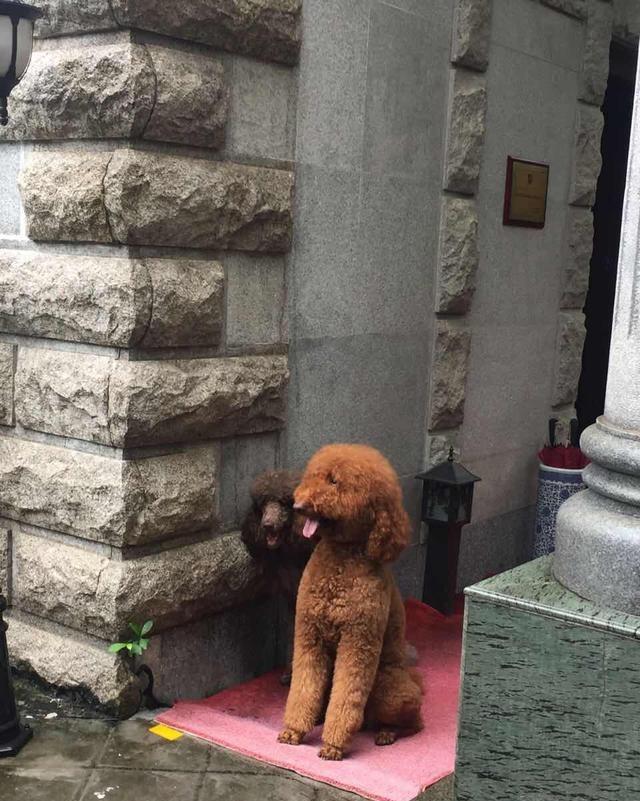 得知出差的主人即将回来,可把两只贵宾犬开心坏了