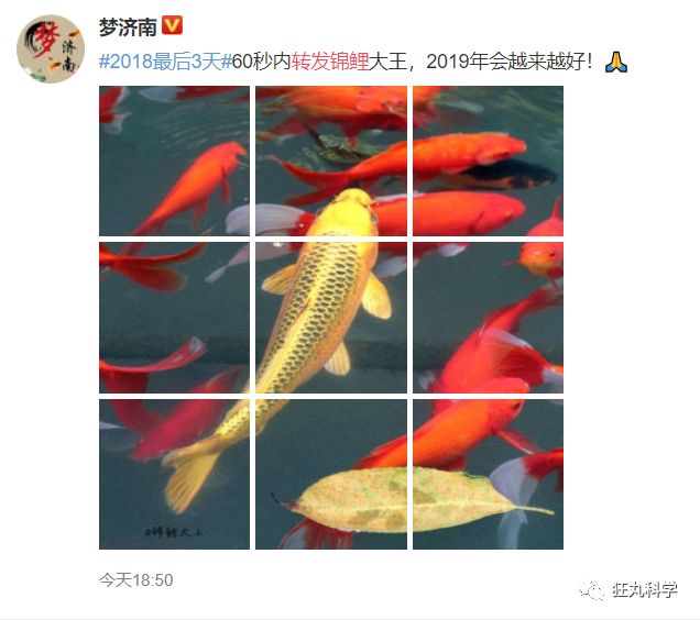 而转发锦鲤的沙雕画风是这样的:自从「人形锦鲤」信小呆走红之后,一