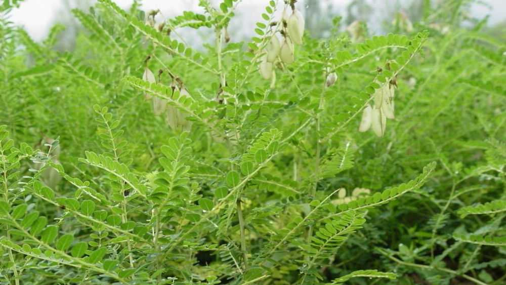 给宝宝泡黄芪药浴有什么效果