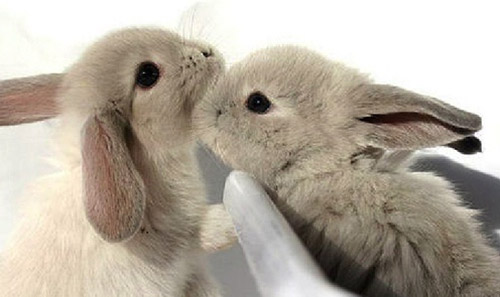 兔子耳螨虫耳聋吗,兔子耳螨虫会耳聋吗