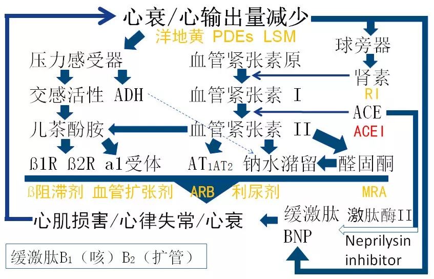 全国心力衰竭日董建增教授慢性心衰药物治疗原理及原则