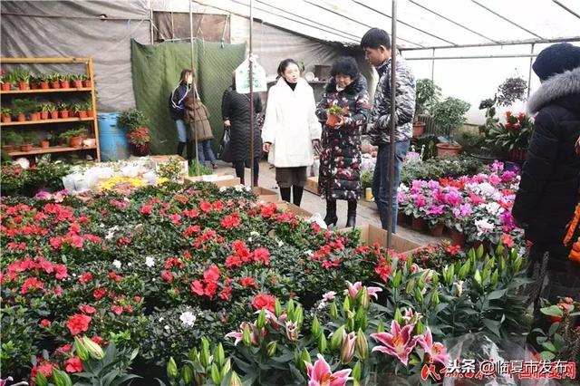 临夏市花卉市场迎来销售旺季