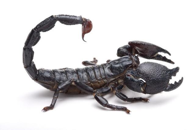 世界上最毒的蝎子,在全球十大毒物中排名第5,毒素之强令人变色