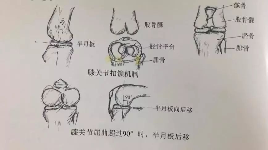 2) 膝关节由屈曲转向伸直位时股骨髁和胫骨髁的接触点,半月板被动