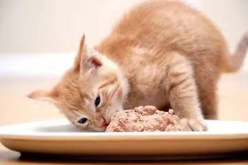 猫肚怎么吃最好吃