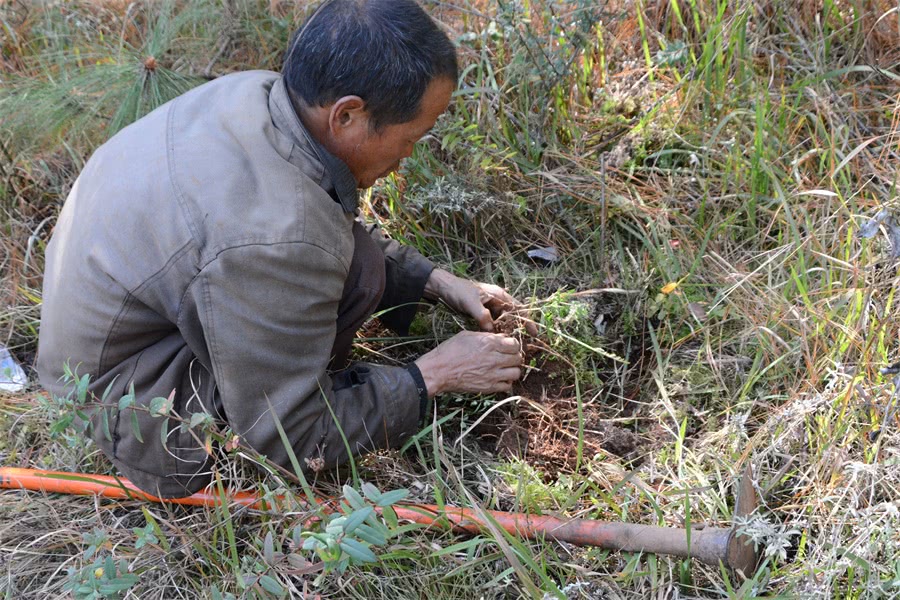 农村人真不容易自己挖草药回来治病