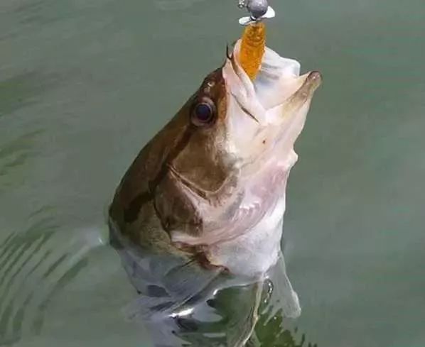 入水后钓钩上的小虾会随着水浪晃动起浮,对鳜鱼的引诱效果非常好,需要