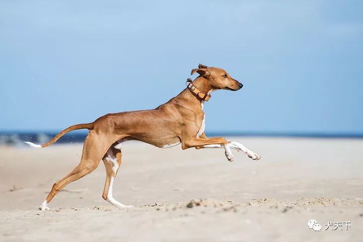 视频:akc家族再添新成员!古老的视觉猎犬阿扎瓦克犬获认可