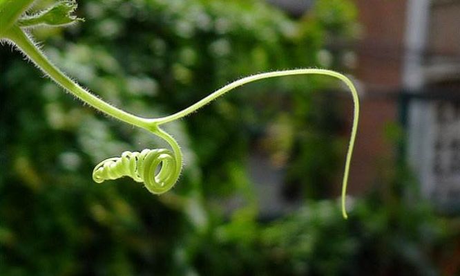 你对黄瓜卷须知多少?诊断黄瓜长势的"晴雨表"