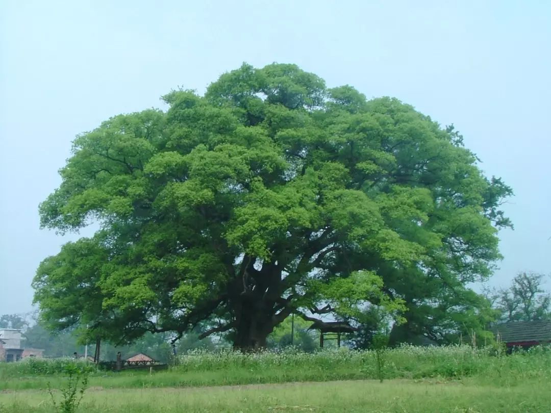 高安gdp超樟树有哪些_谷雨季 诗歌专辑 漆宇勤 向朴素的树木致敬