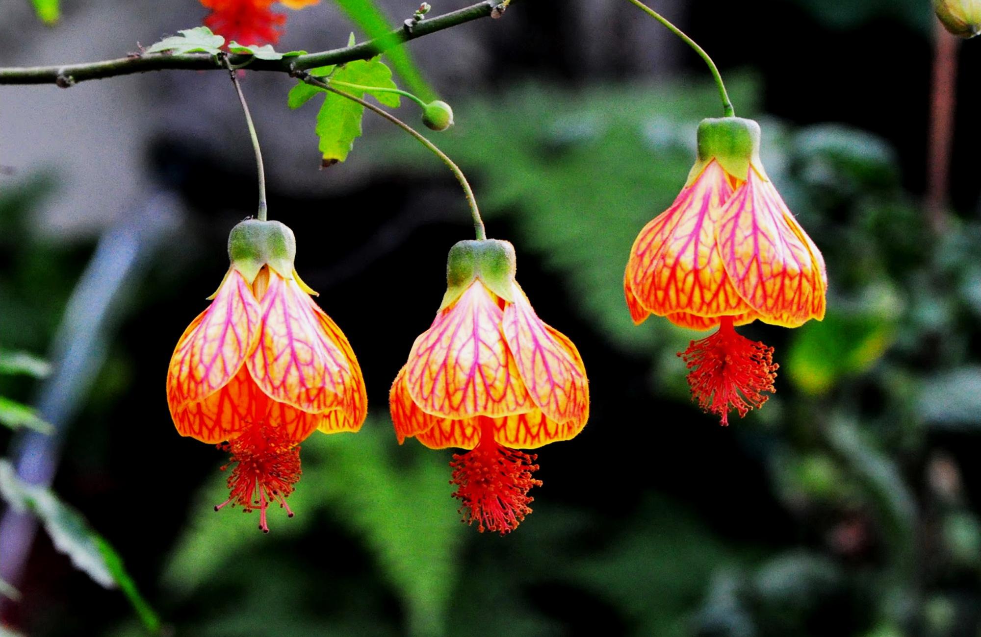 邻居家种的奇特植物,花像个"红灯笼",殊不知还是祛瘀良药