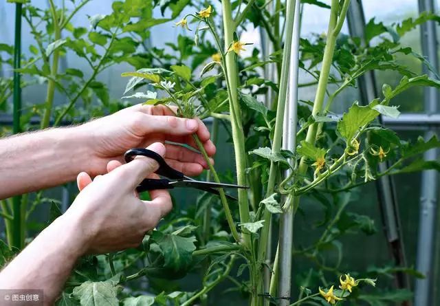 大棚番茄高产技术:如何给番茄进行合理整枝管理?