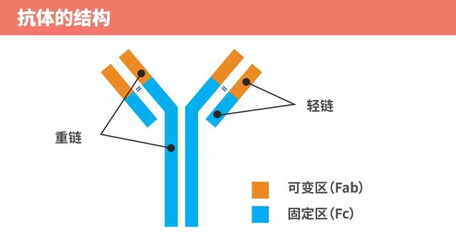 神龙之谜:checkpoint inhibitor 结构的奥义