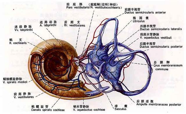 耳朵的石头藏在哪里?_前庭