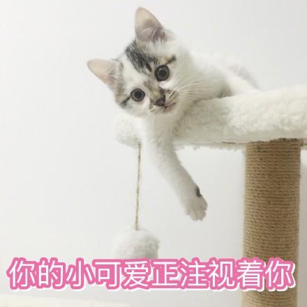 猫咪表情包我投降我投降