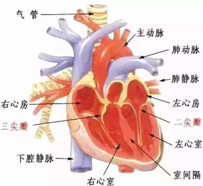 年僅58歲！王府井集團董事長突然離世！這病幾分鐘就能奪命 健康 第4張