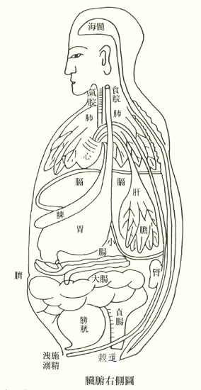 大肠,胃,膀胱,胆,三焦)和奇恒之腑(脑,髓,骨,脉,胆,女子胞)的研究