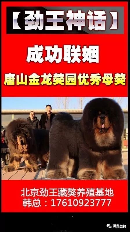 联姻【唐山金龙獒园】优秀母獒!