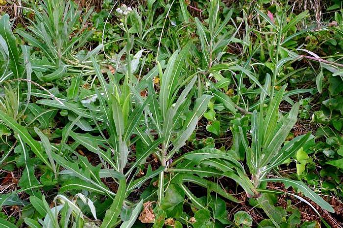 根似豆芽 花像蒲公英 路边这种野草有幸遇到是你福气 野菜