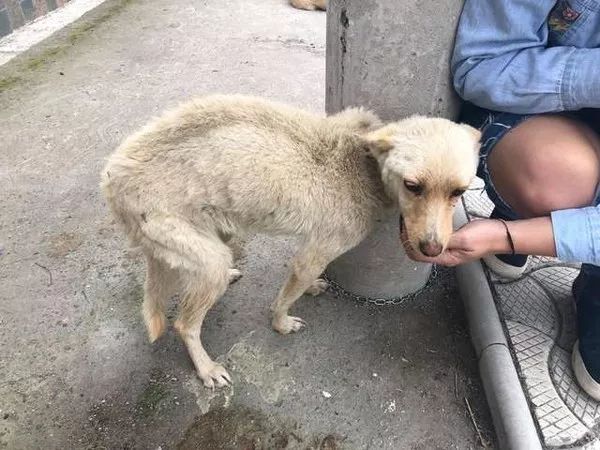 罗马尼亚一个教堂里，栓了18条骨瘦如柴的狗，被志愿者救出